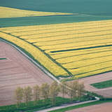 Hallerbos 